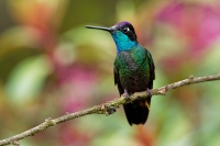 Kolibrik - Eugenes spectabilis - Talamanca Hummingbird o0702